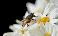 Dronefly (Female, Eristalix tenax )